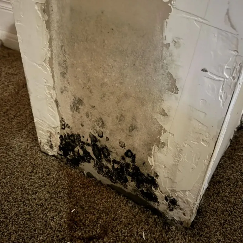 Professional Mold Removal in Brookhaven, NY